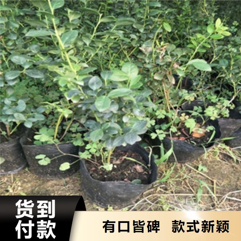 蓝莓苗【占地果树】免费寄样