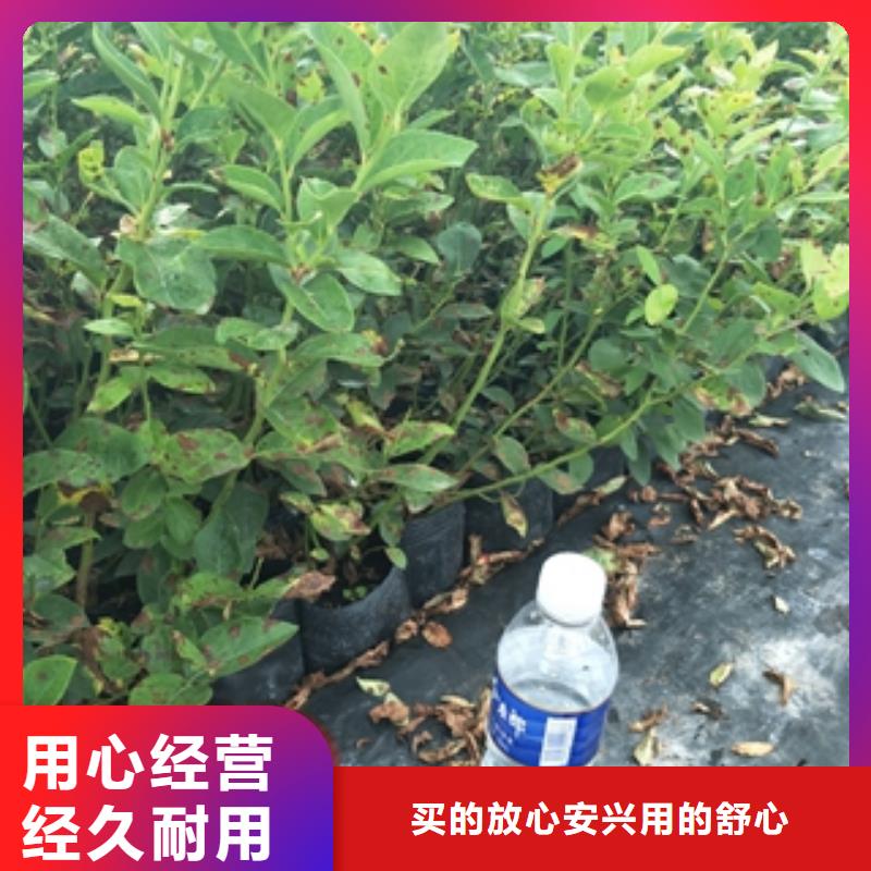 蓝莓苗敢与同行比价格