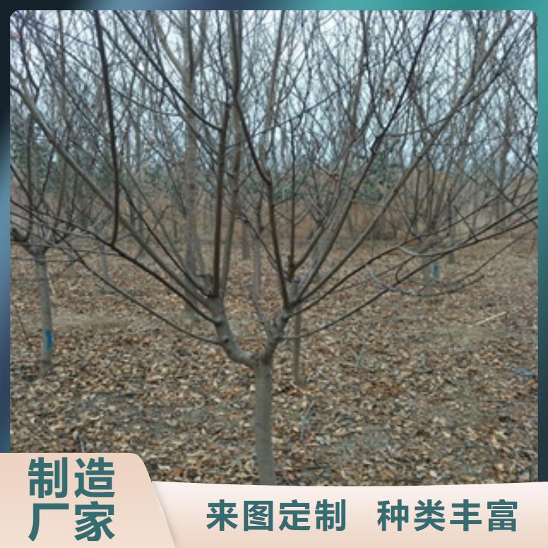 桃树【蓝莓苗】源头工厂