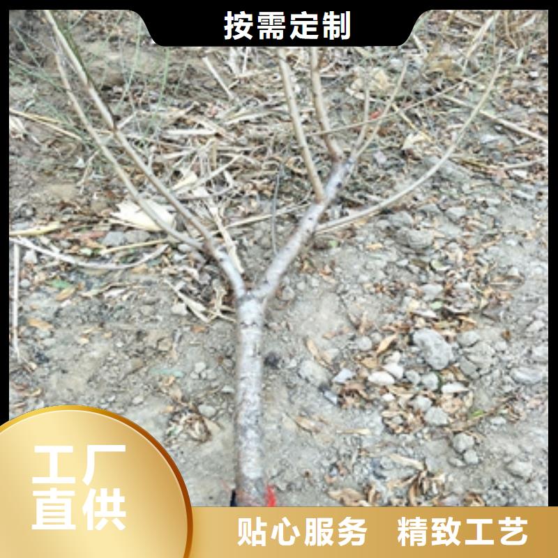 【桃树占地果树卓越品质正品保障】