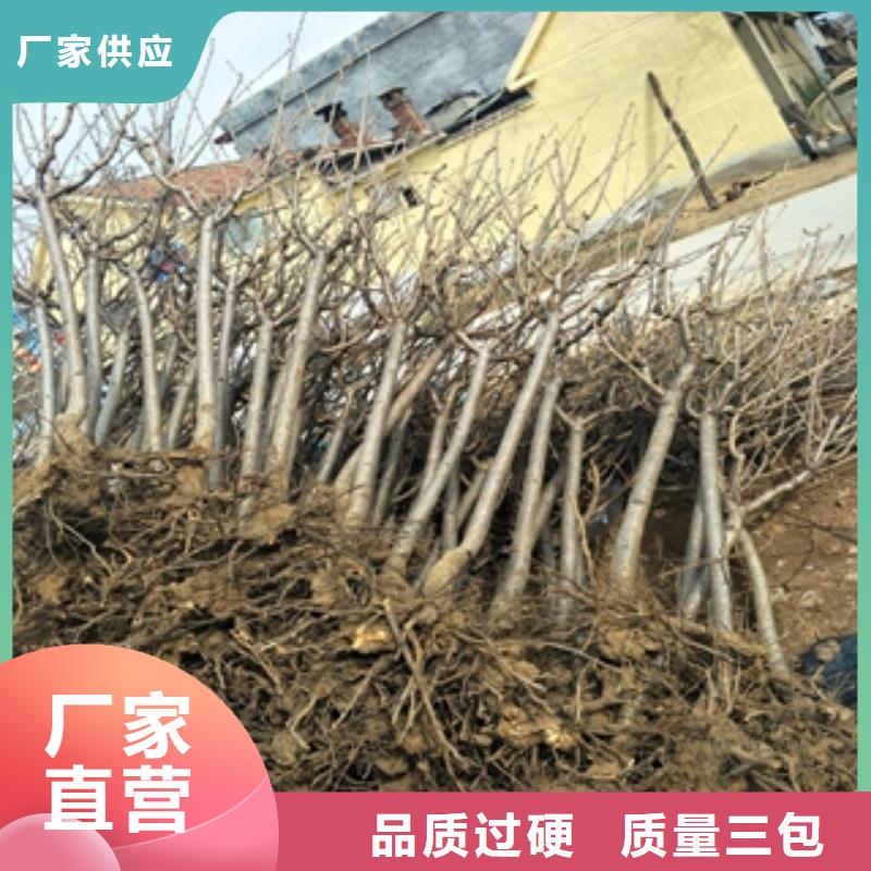 桃树占地果树品质优良