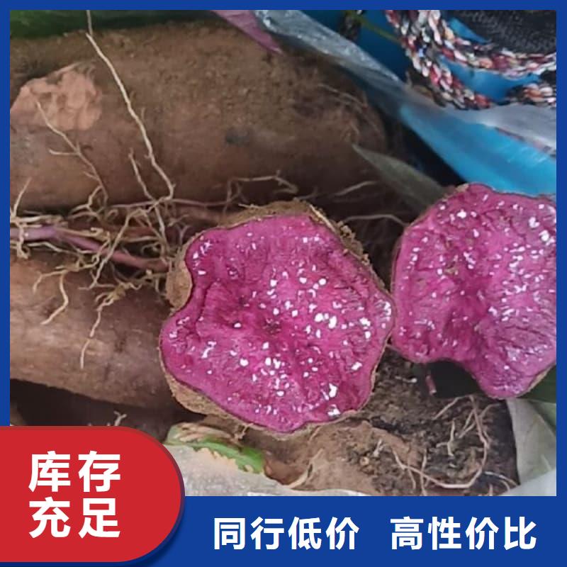 食品級紫薯凍塊價格實惠
