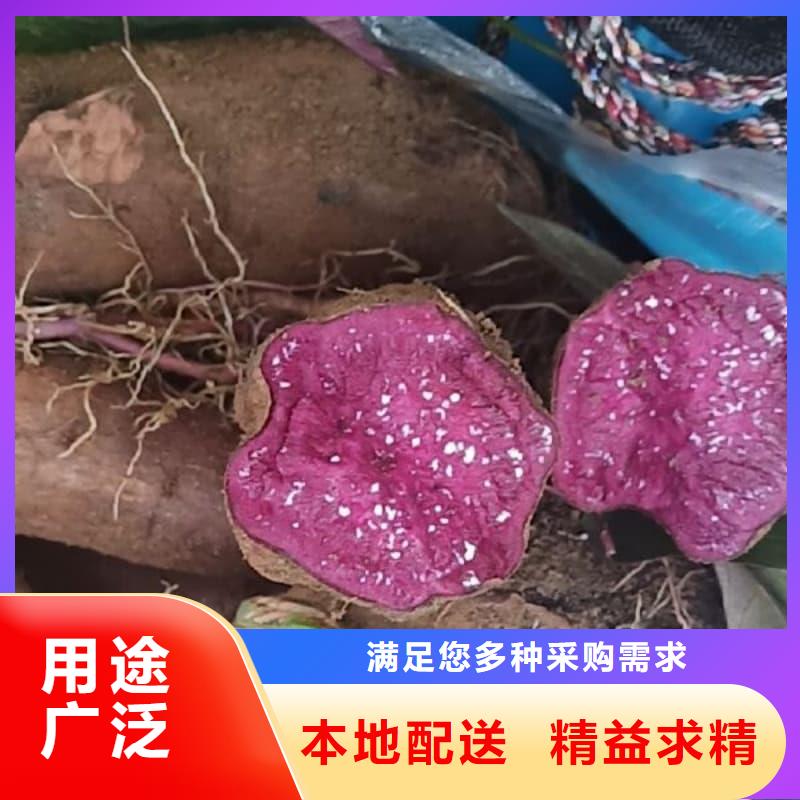 冷凍紫薯塊免費(fèi)安排發(fā)貨