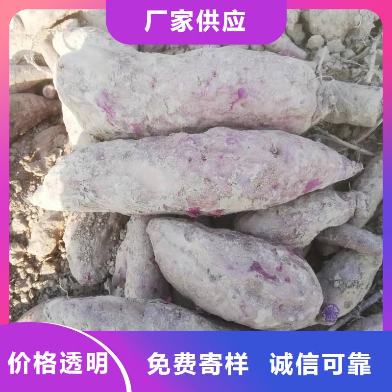 紫薯苗（春薯苗）介绍