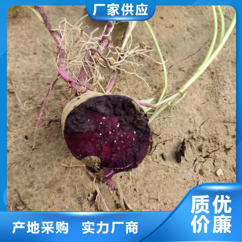 东风8号紫薯苗基地直销