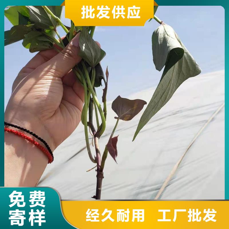 红薯苗（西瓜红）种植基地