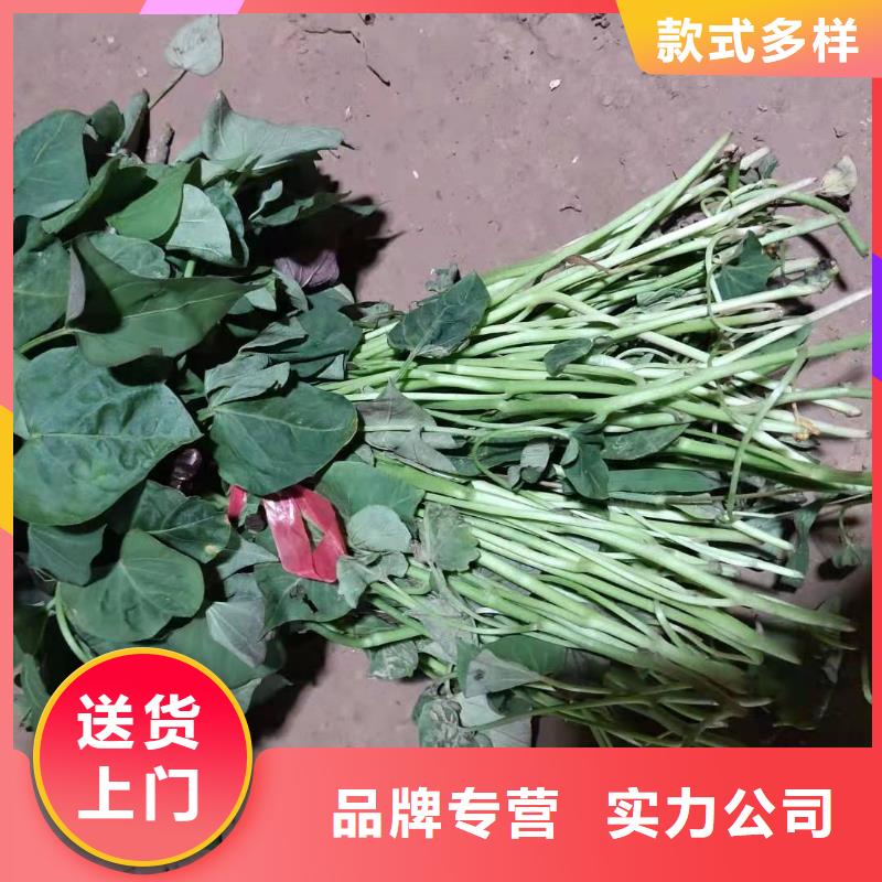 麦茬苗普薯32号（红薯苗）欢迎洽谈合作