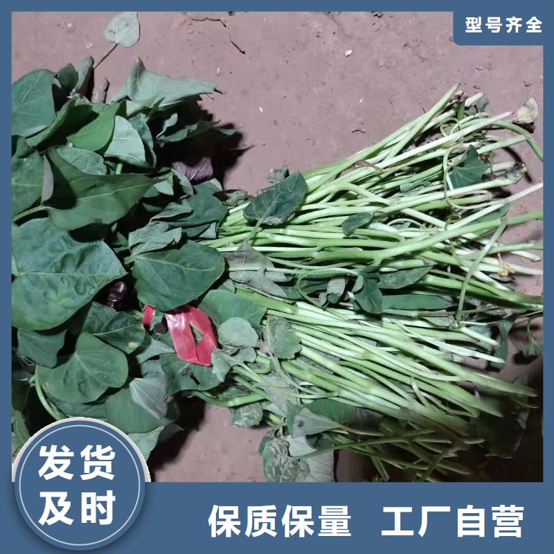 脱毒紫薯苗（济黑品种）生产厂家