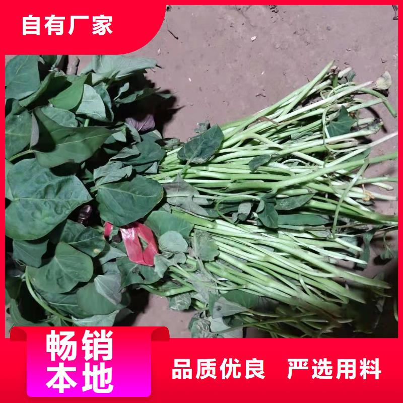 紫色地瓜苗（夏薯）品种纯正