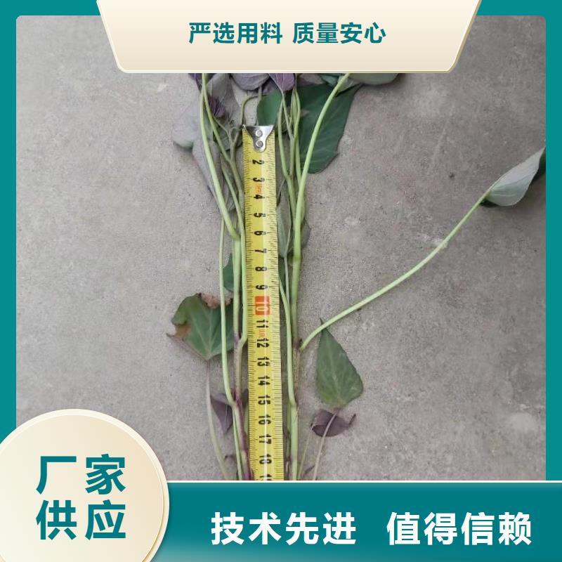 高产脱毒紫薯苗（凌紫品种）销售价格