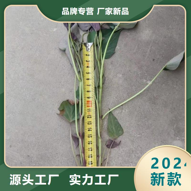 高产红薯苗（普薯32号)择优推荐