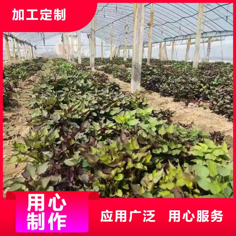 高剪脱毒普薯32号苗子收获时间