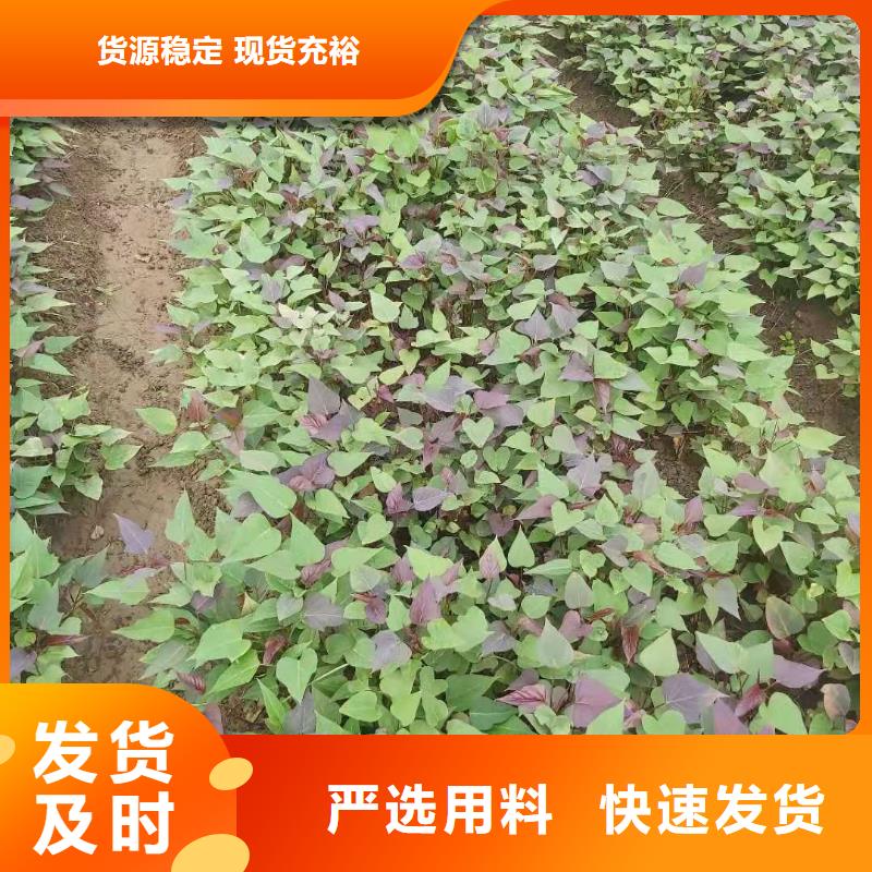 绫紫薯苗种植时间