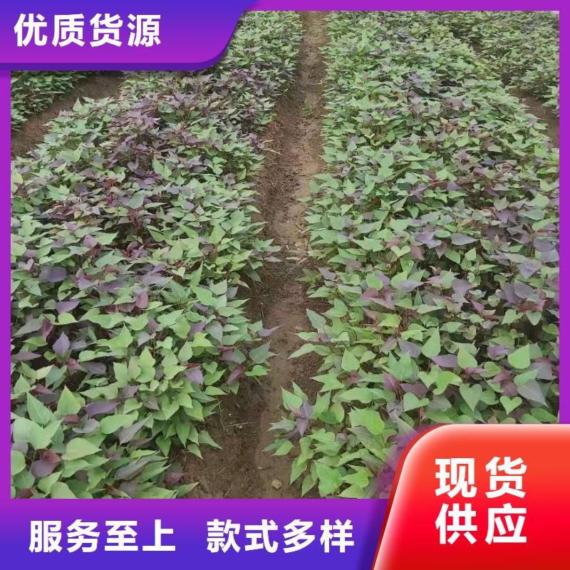 高剪苗红薯苗（西瓜红）种植禁忌