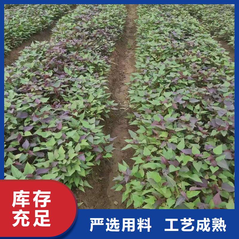 高剪脱毒普薯32号苗子品种区别