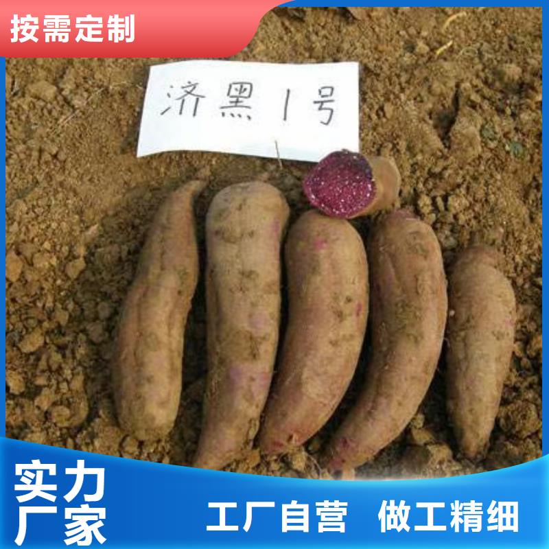 鲜食型紫薯苗2025新苗上市