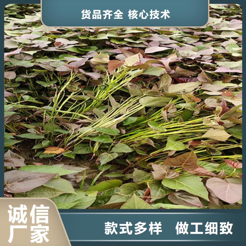 麦茬苗（紫薯)生长周期