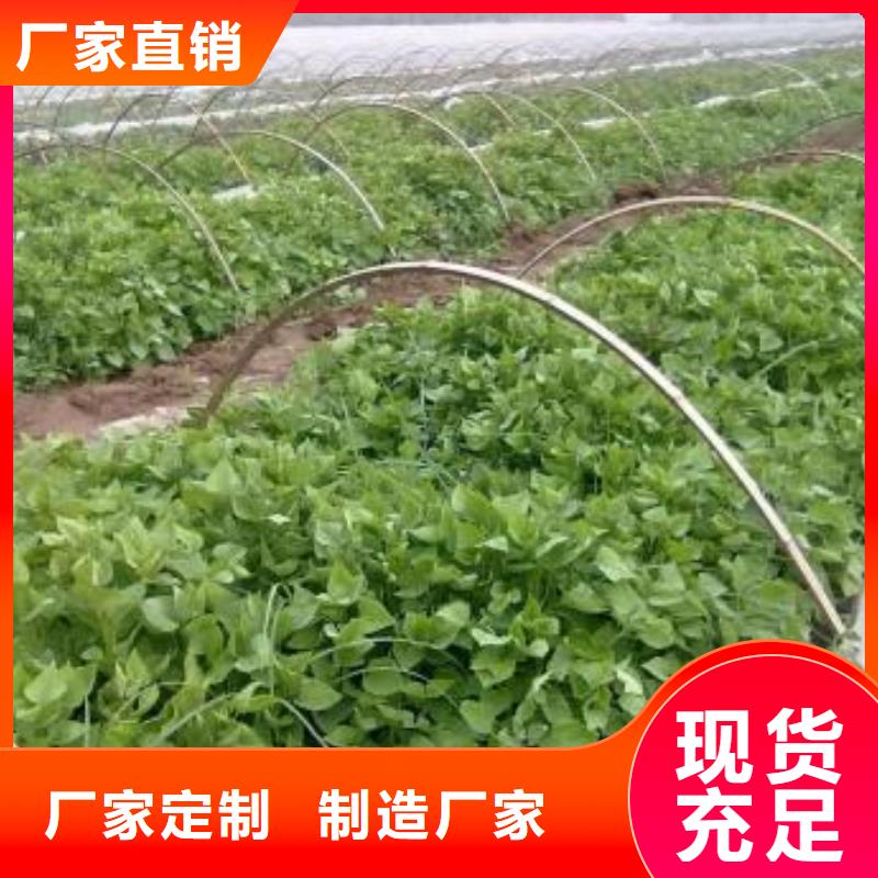 紫薯苗种植厂家