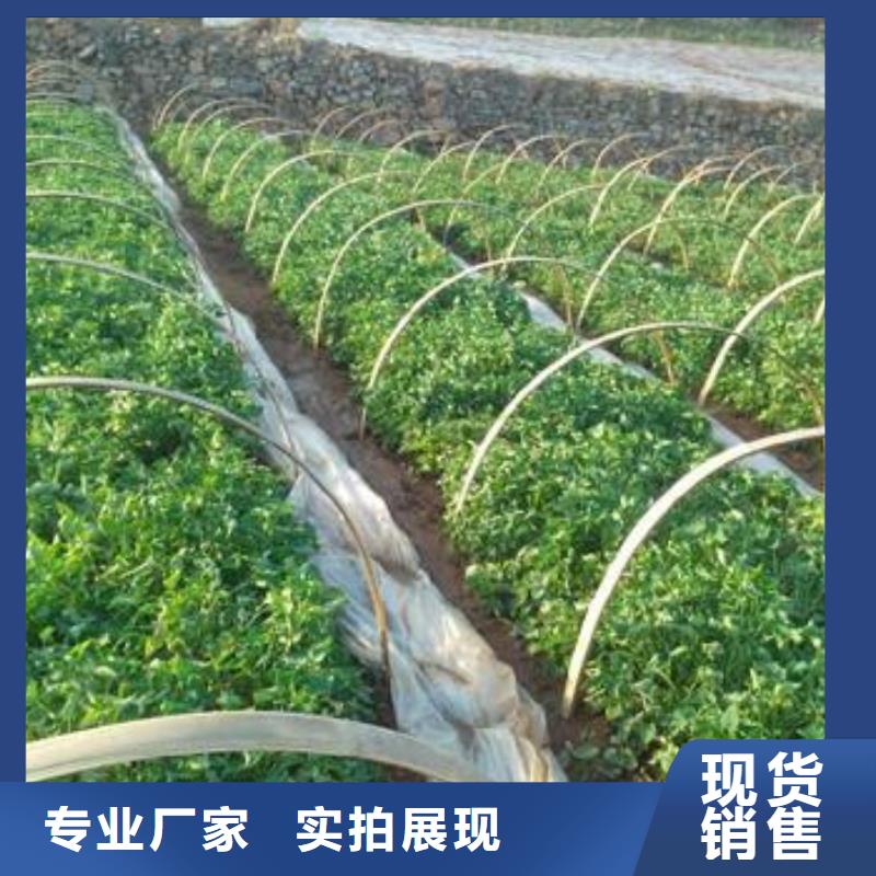 麦茬济黑2号苗基地育苗