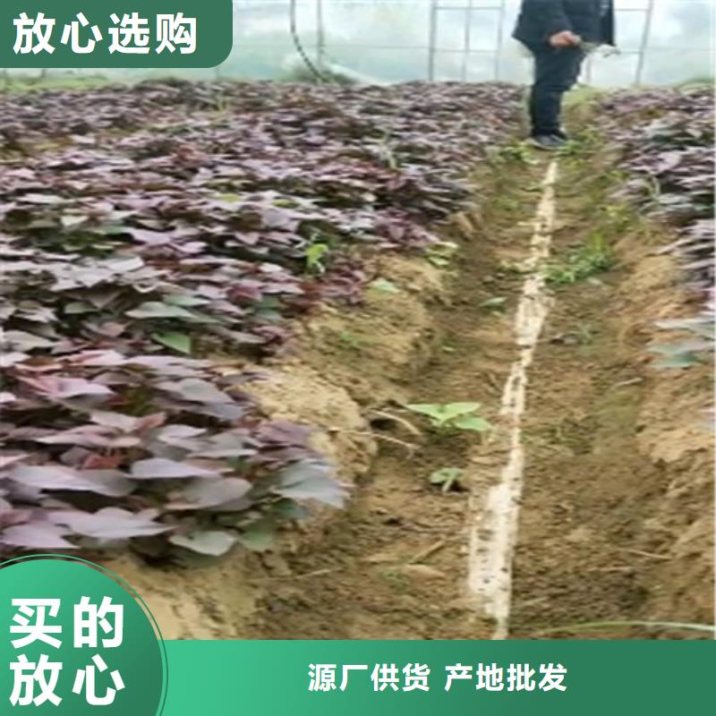 脱毒紫薯苗（济黑品种）厂家联系电话