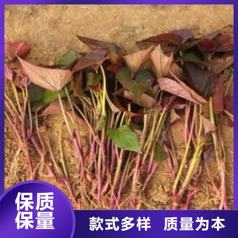 脱毒紫薯苗（济黑品种）厂家联系电话