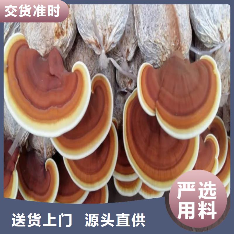 灵芝粉惊喜价格