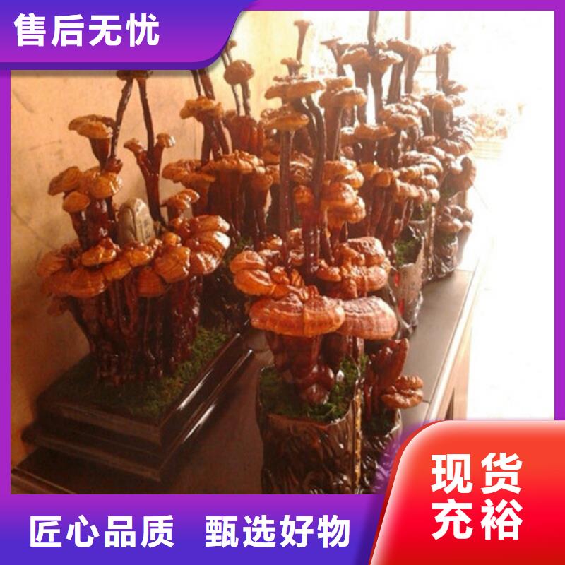 灵芝菌种价格实惠