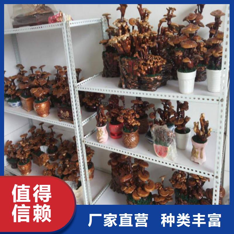 灵芝粉-2025厂家热销产品