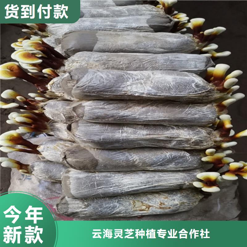 灵芝白牙厂家-价格实惠