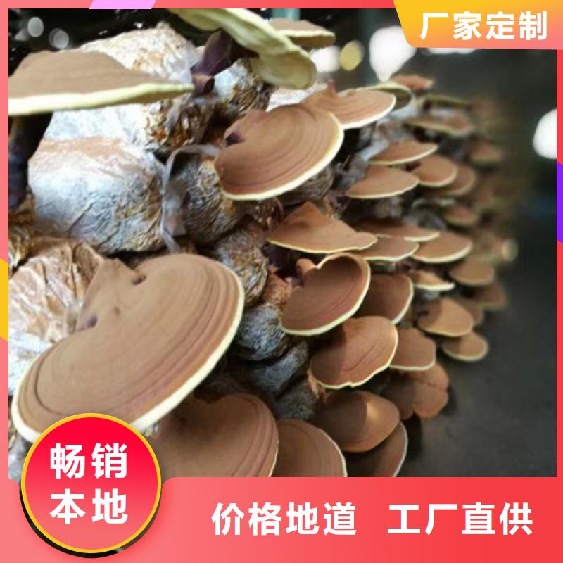 破壁灵芝孢子粉图片