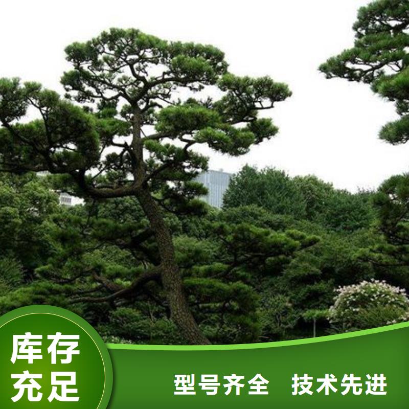 【造型松】 平顶松精心推荐