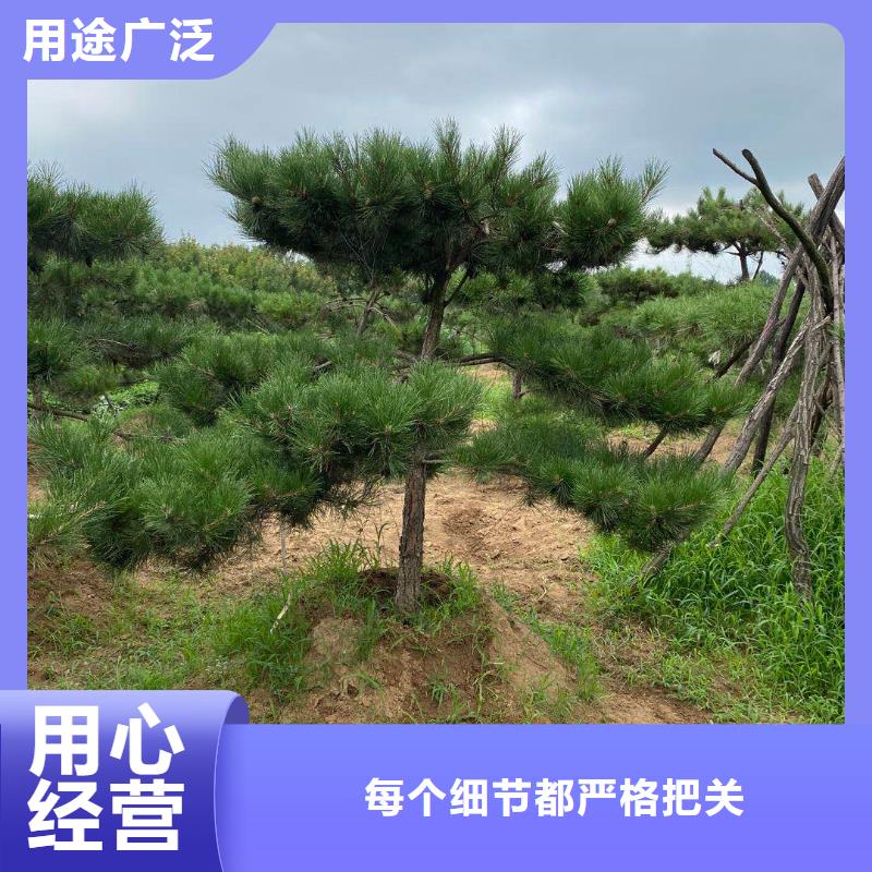 【造型松造型松基地厂家经验丰富】