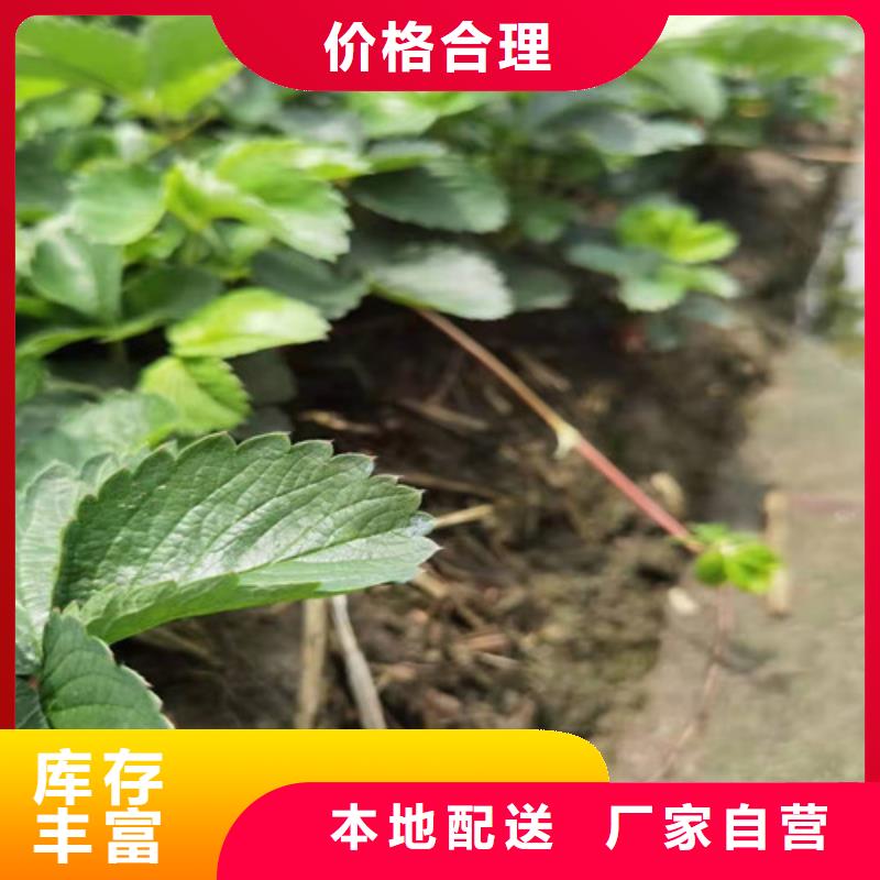 自治区华艳草莓苗