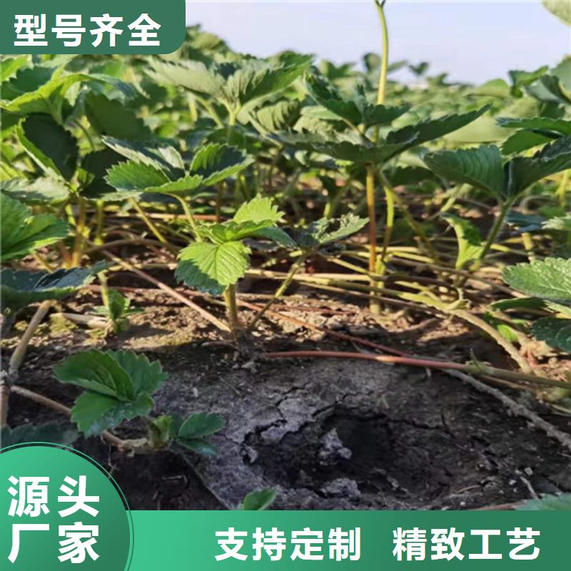 【草莓苗-樱桃树苗厂家直销省心省钱】