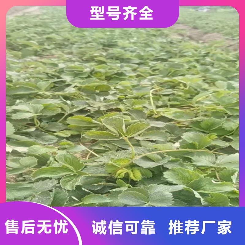 【草莓苗】梨树苗厂家实力雄厚