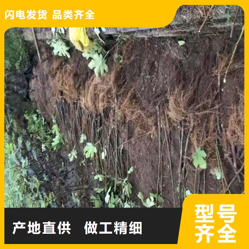 布兰瑞克无花果苗怎么买