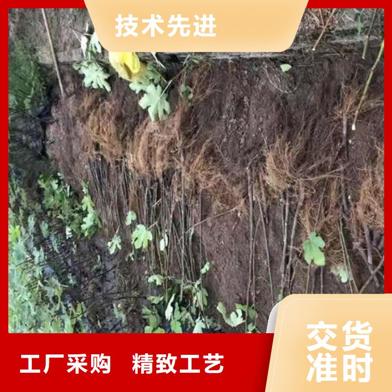 【无花果苹果树苗丰富的行业经验】