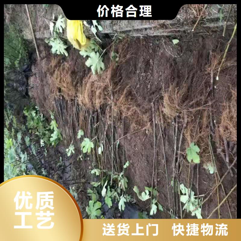 【无花果】苹果苗品质可靠