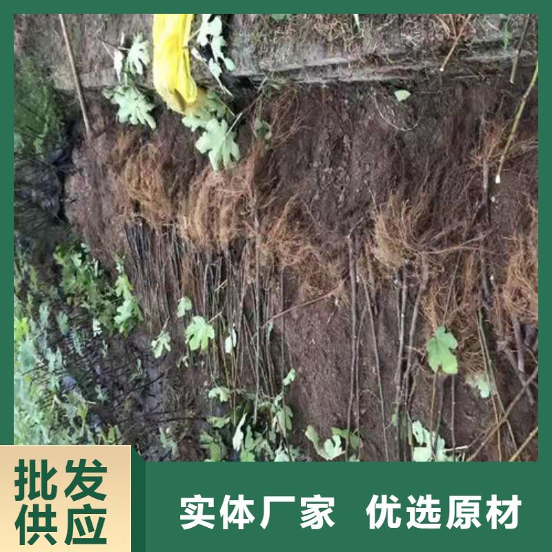 无花果车厘子苗品质保障价格合理