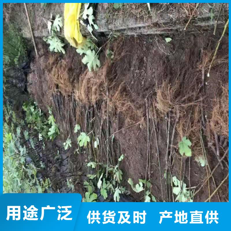 【无花果】苹果苗品质可靠