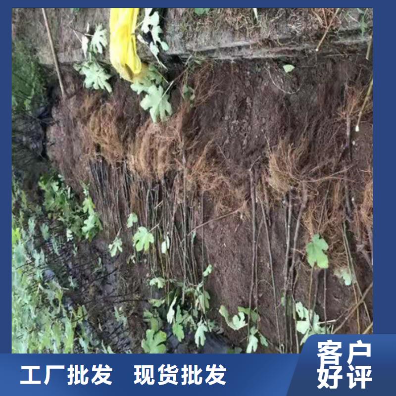 大青皮无花果苗