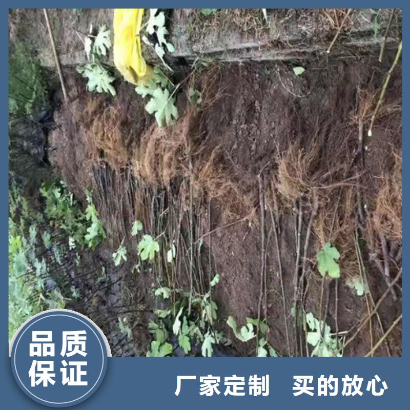 无花果-红耔山楂苗实力公司