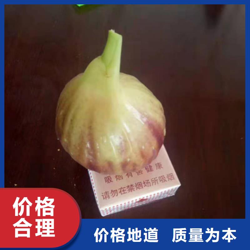 无花果花椒苗工厂直销