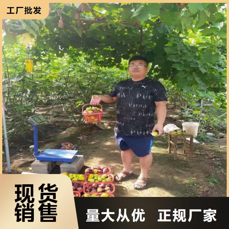 无花果苹果苗加工定制