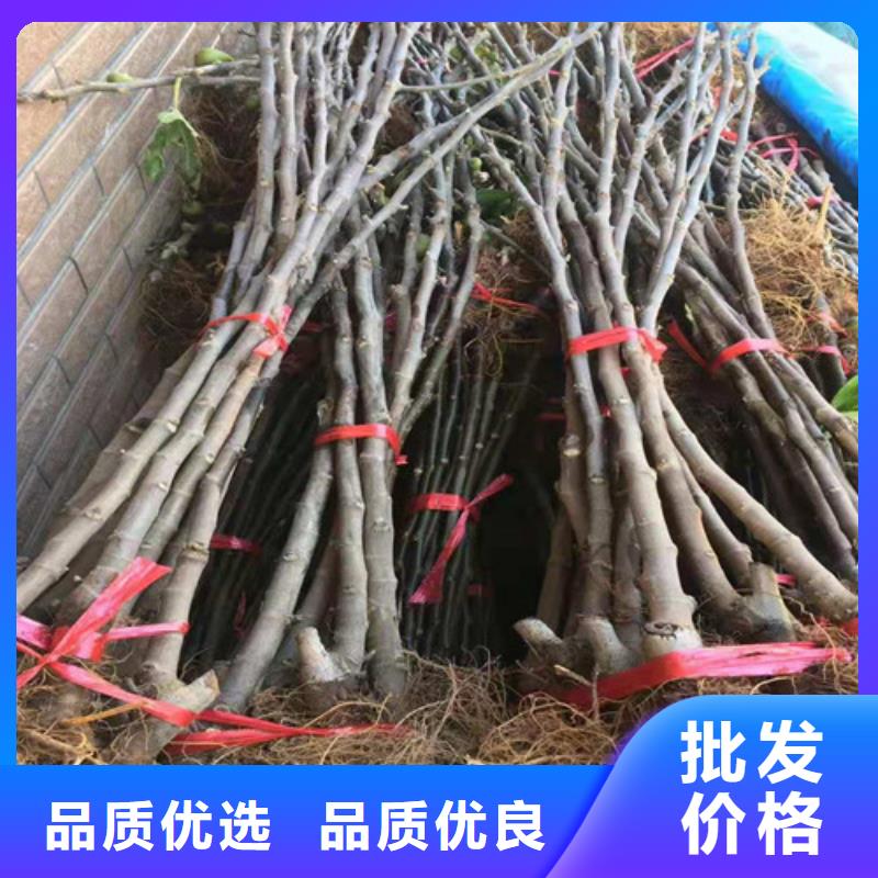 【无花果苹果树苗丰富的行业经验】