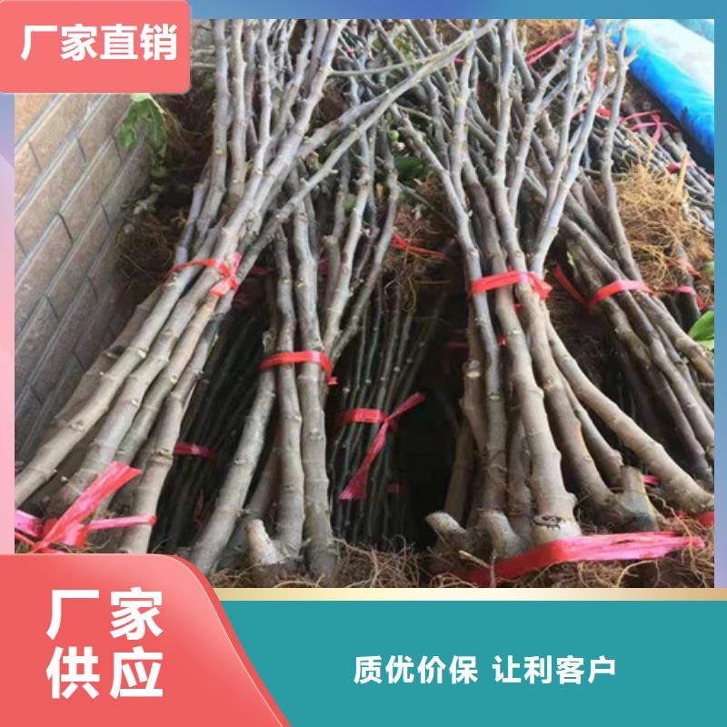 无花果苹果苗加工定制