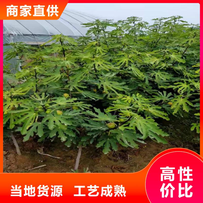 【无花果苹果树苗丰富的行业经验】