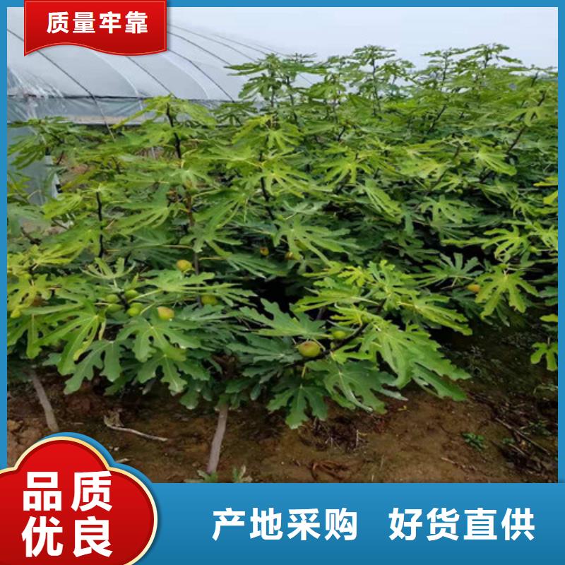 波姬红无花果苗