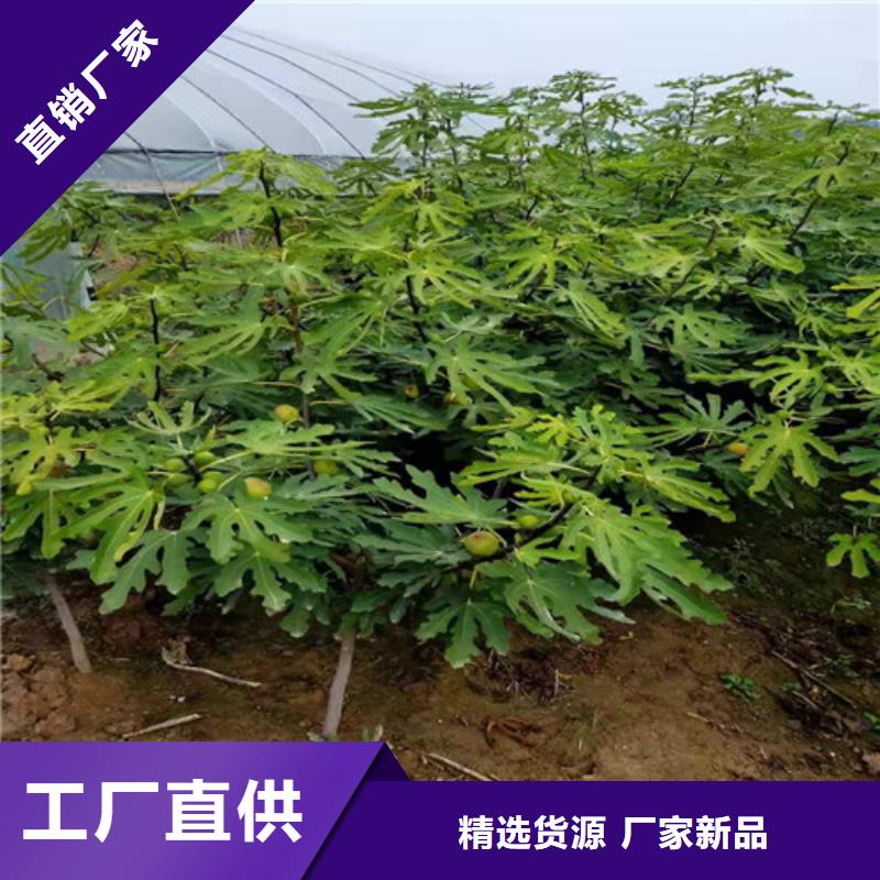 无花果车厘子苗品质保障价格合理