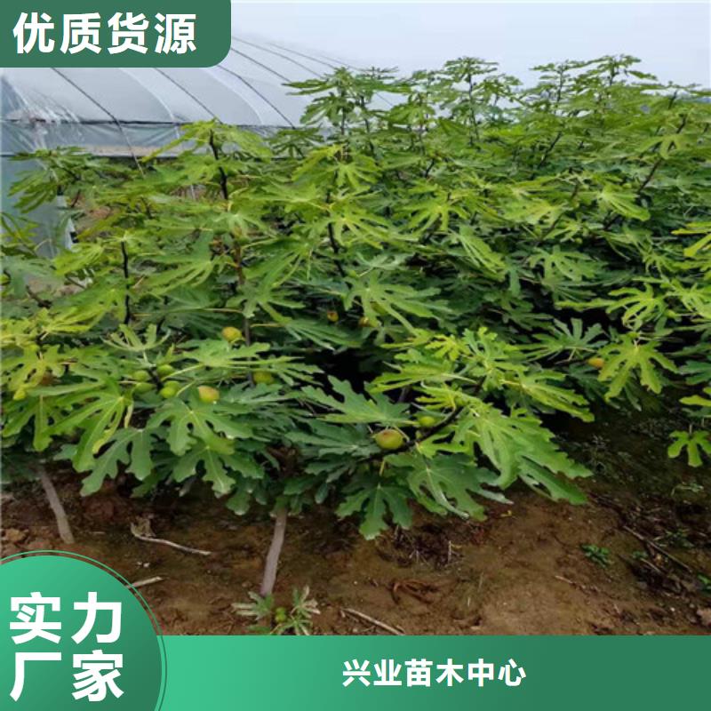 无花果西瓜苗品质可靠